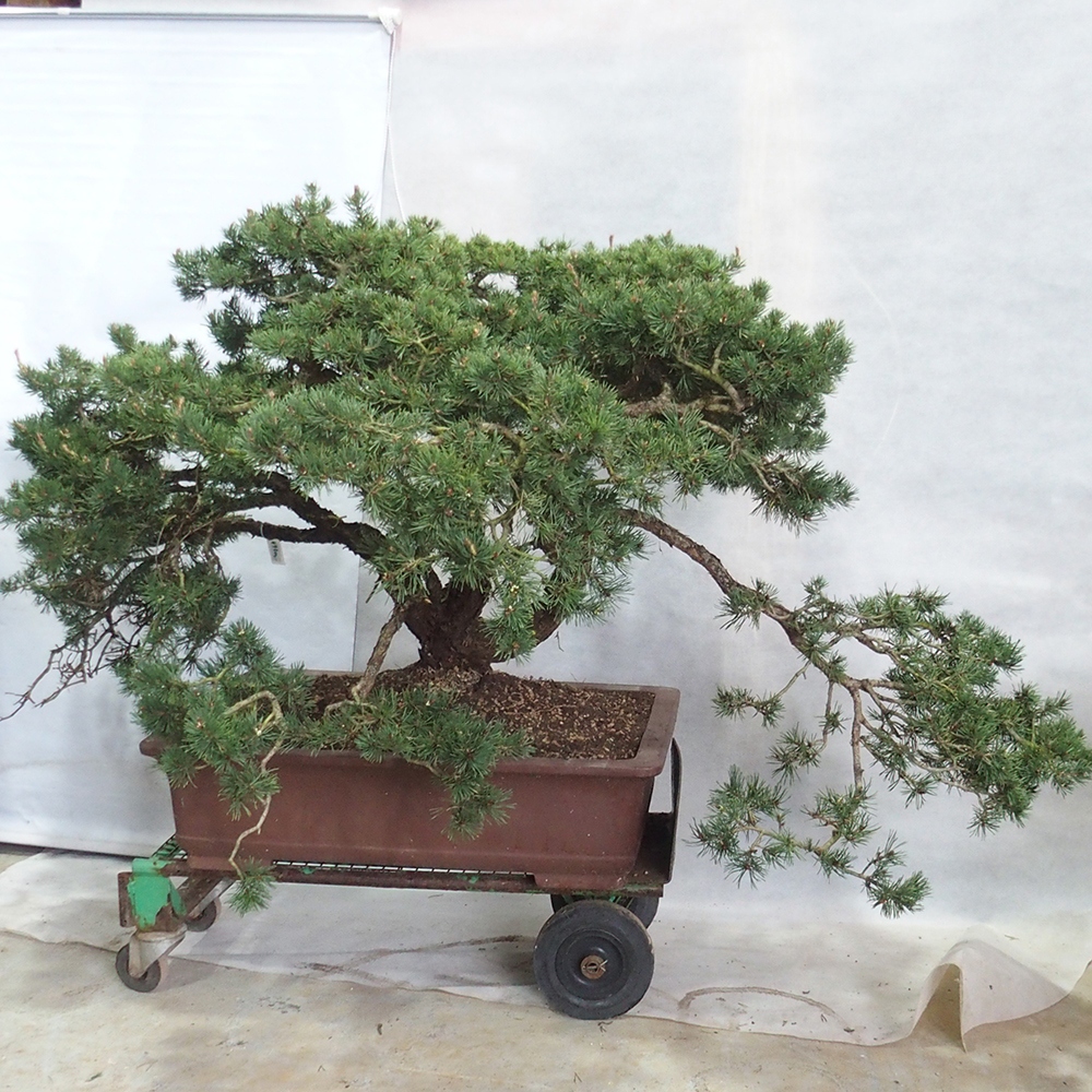 Yamadori - Pinus sylvestris 