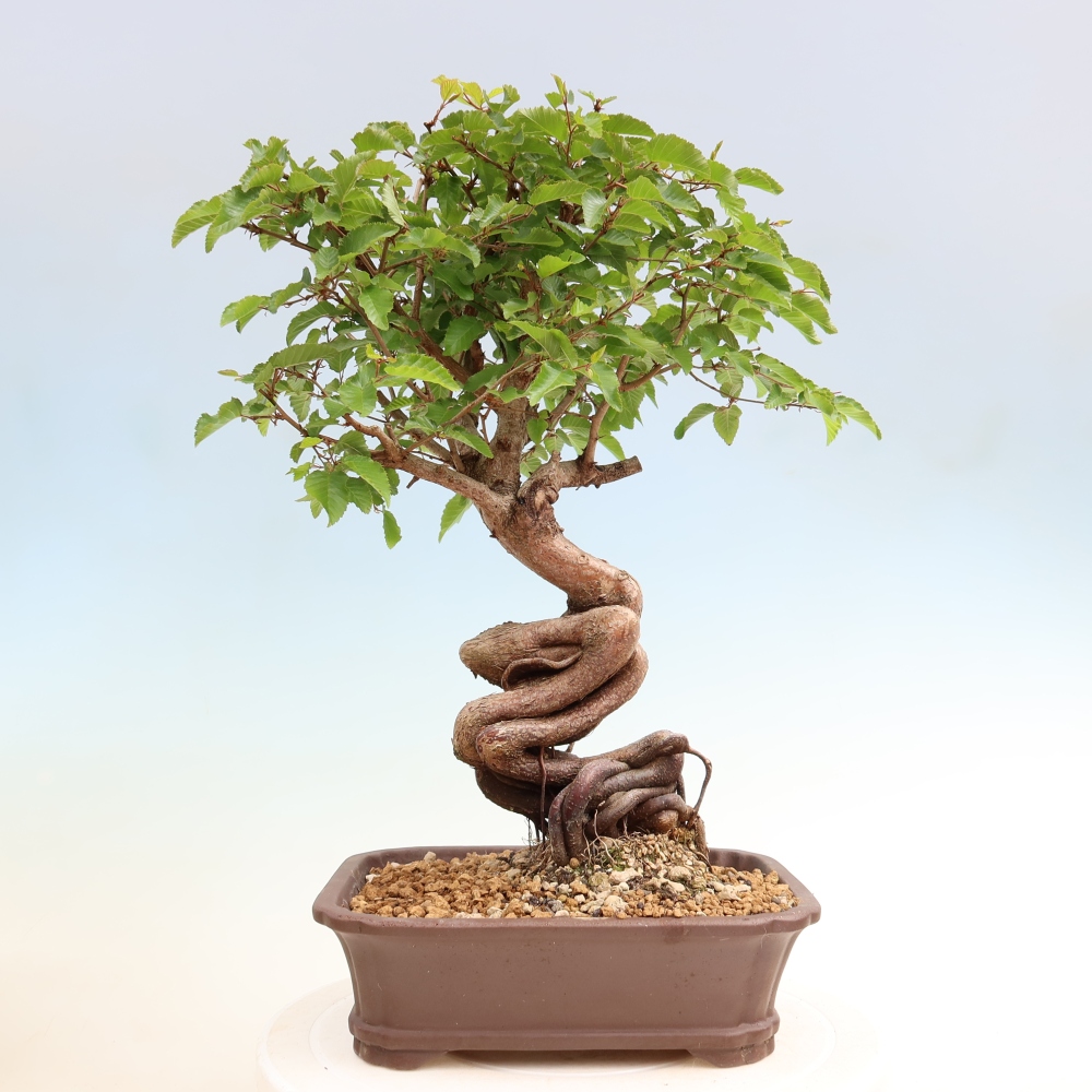Bonsai für draußen - Karpinus Coreana - Koreanische Hainbuche