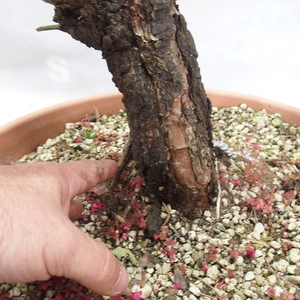 Yamadori - Pinus sylvestris 