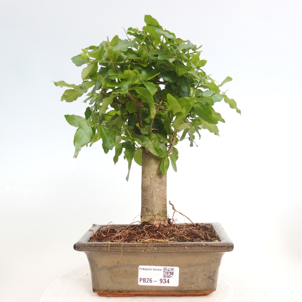 Zimmer Bonsai -Ligustrum chinensis - Vogelschnabel