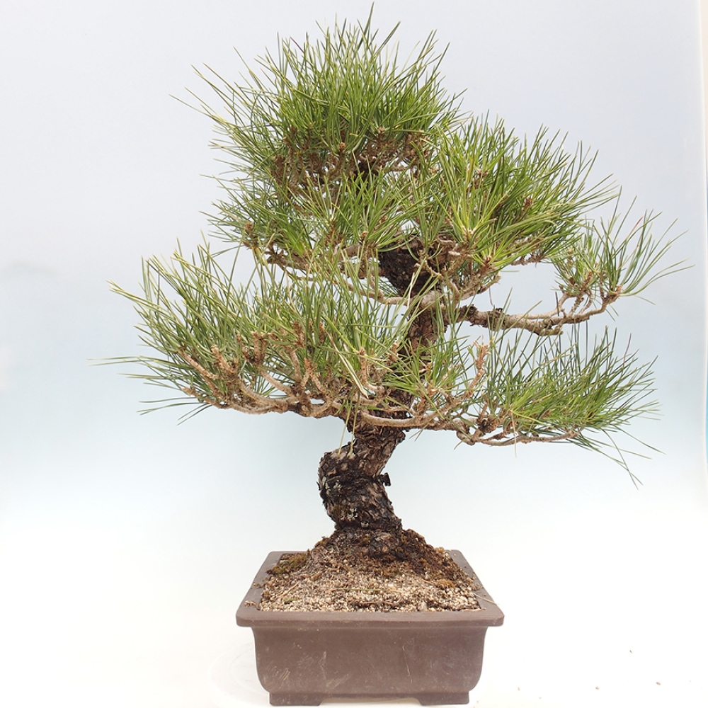 Bonsai für draußen - Pinus thunbergii - Thunberg-Kiefer