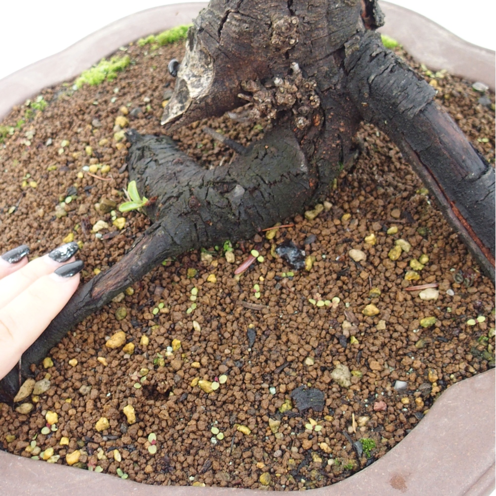Outdoor-Bonsai - Prunus spinosa - Schwarzdorn