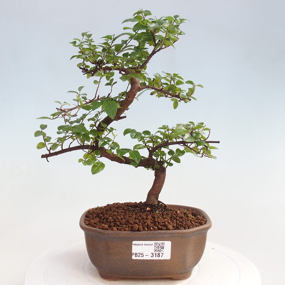Zimmerbonsai - Sagerécie thea - Sagerécie thea