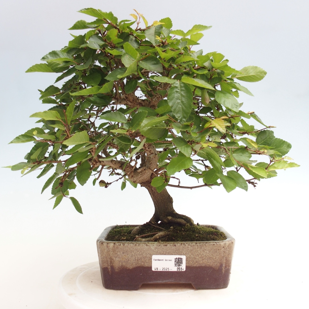 Bonsai im Freien -Carpinus CARPINOIDES - Koreanische Hainbuche