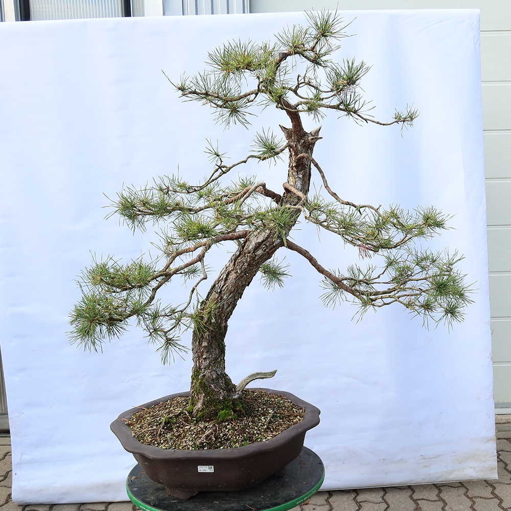 Pinus sylvestris Spanien – Waldkiefer