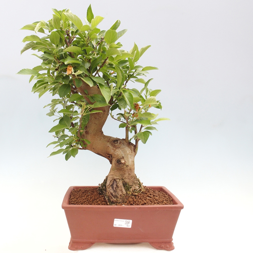 Bonsai im Freien - Malus halliana - Kleinfruchtiger Apfelbaum