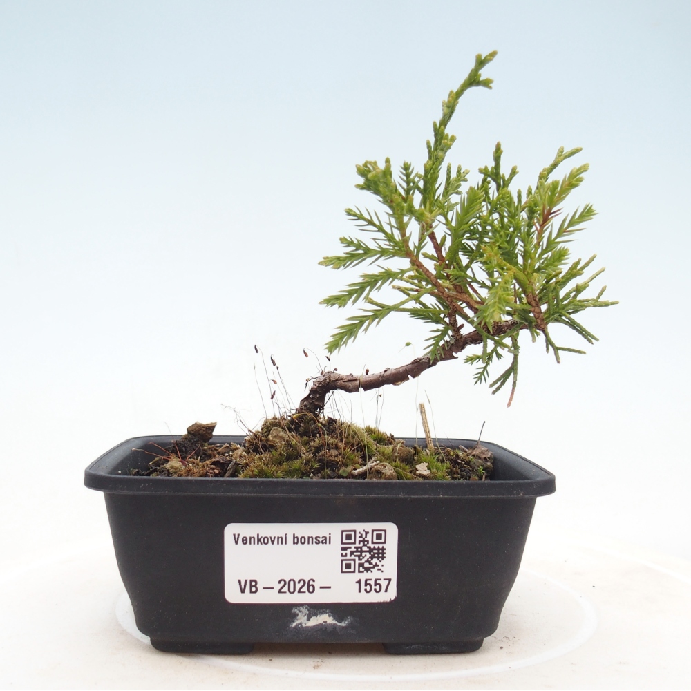 Bonsai für draußen - Juniperus chinensis Itoigawa