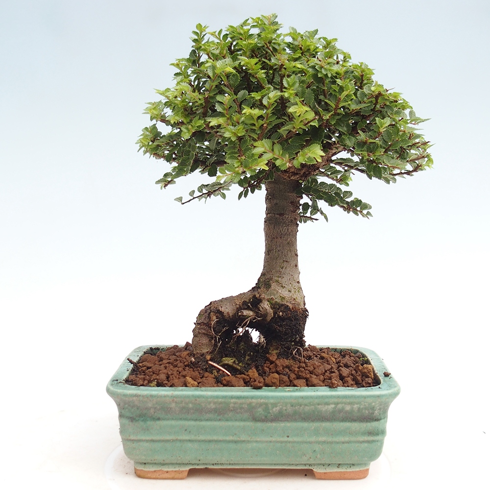 Bonsai im Freien - Ulmus parvifolia Hokkaido - Chinesische Ulme