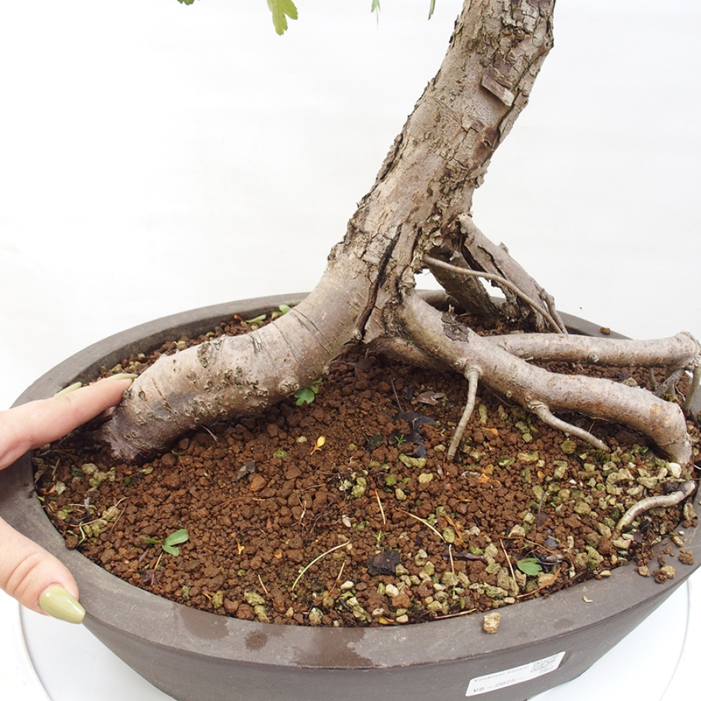 Bonsai im Freien - Weißdorn - Crataegus monogyna