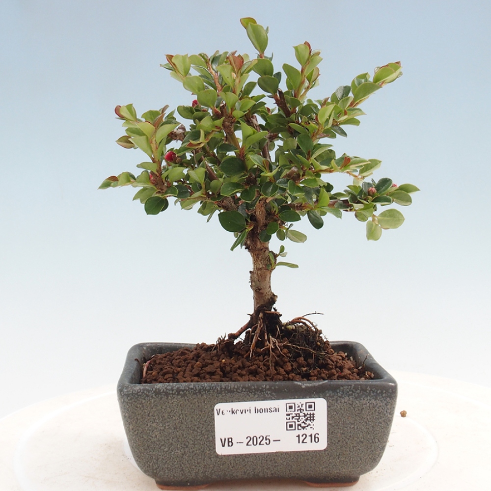 Bonsai im Freien - Cotoneaster horizontalis - Felsenbaum