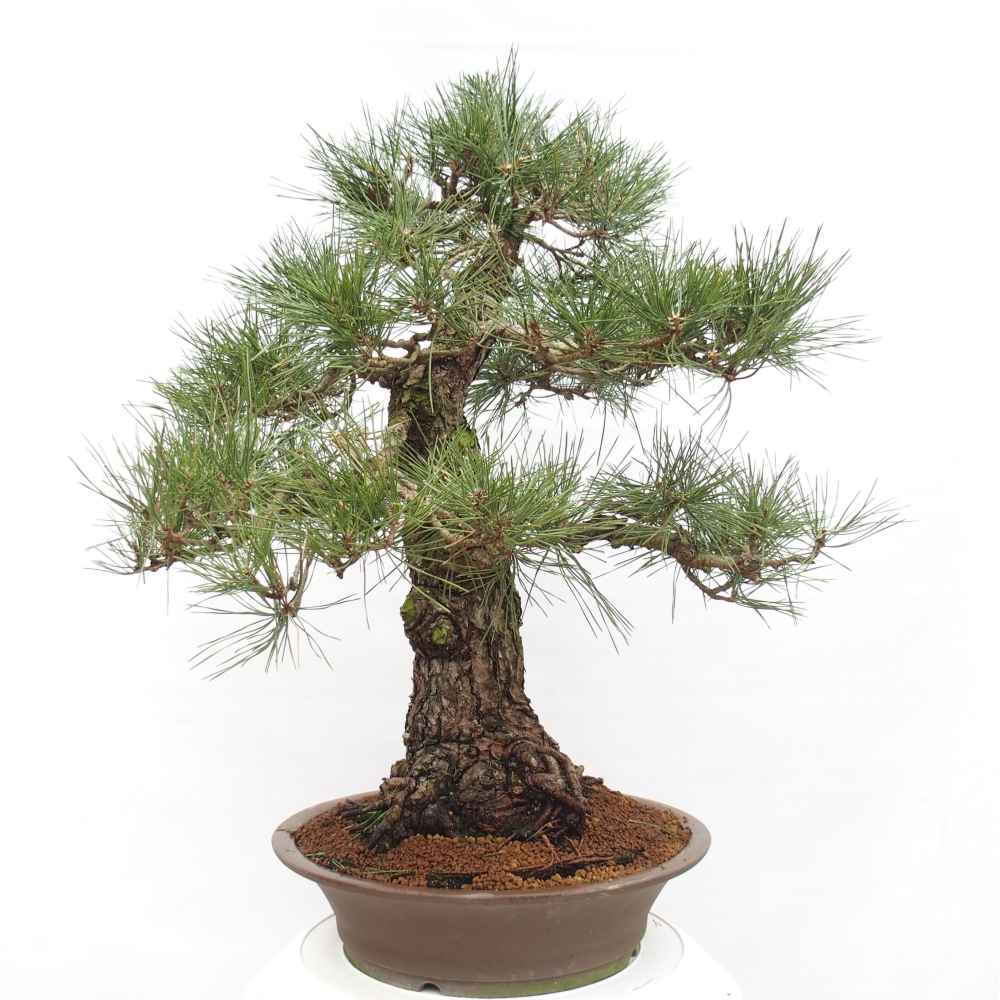 Outdoor-Bonsai - Pinus thunbergii - Thunbergkiefer