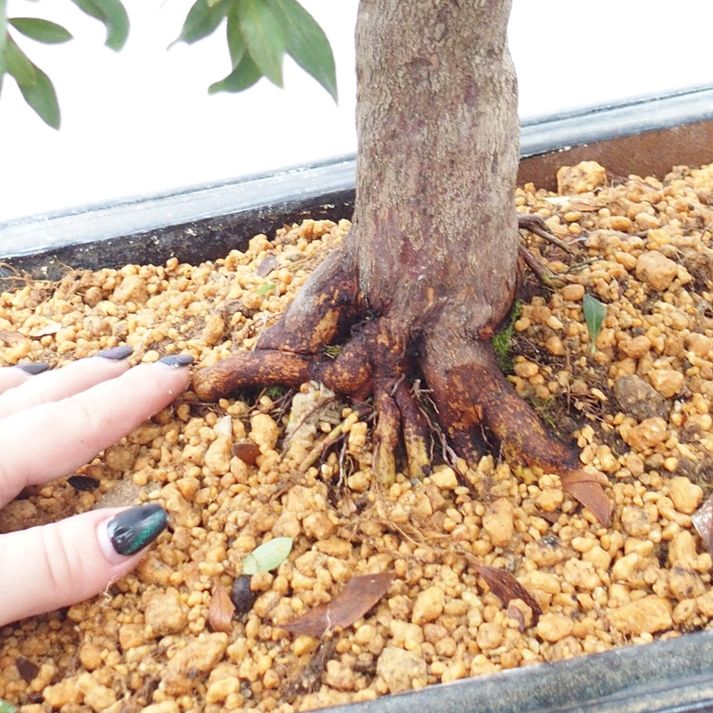Bonsai für draußen - Japanische Azalee - Azalee CHIHIRO