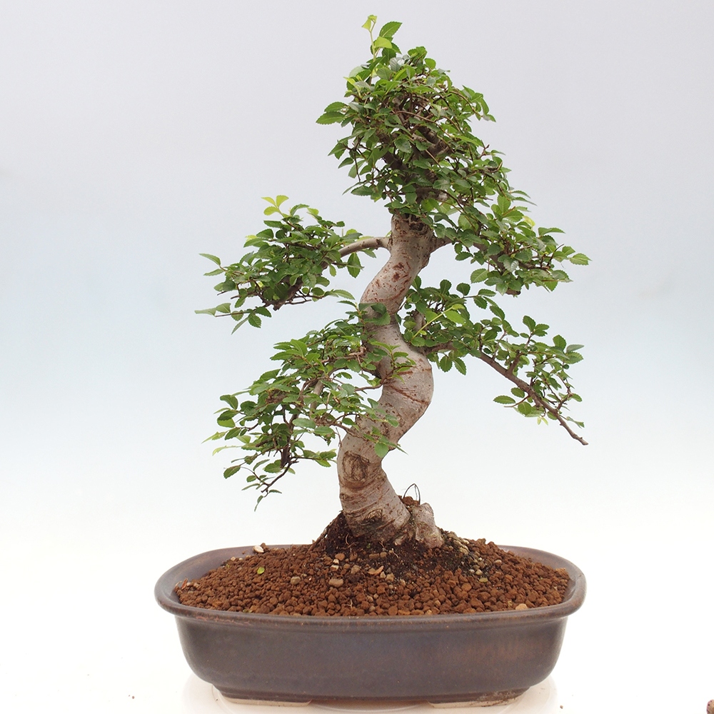 Zimmerbonsai - Ulmus parvifolia - Kleinblättrige Ulme