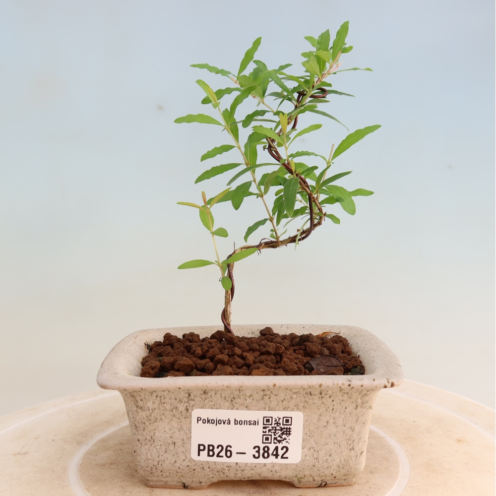 Zimmer-Bonsai-PUNICA granatum nana-Apfel-Granatapfel