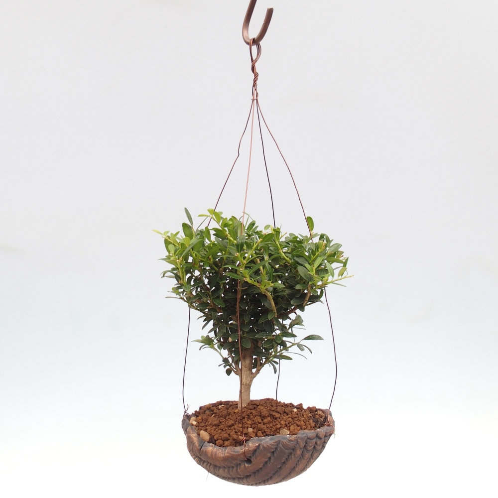 Kokedama aus Keramik - Ilex crenata - Holly