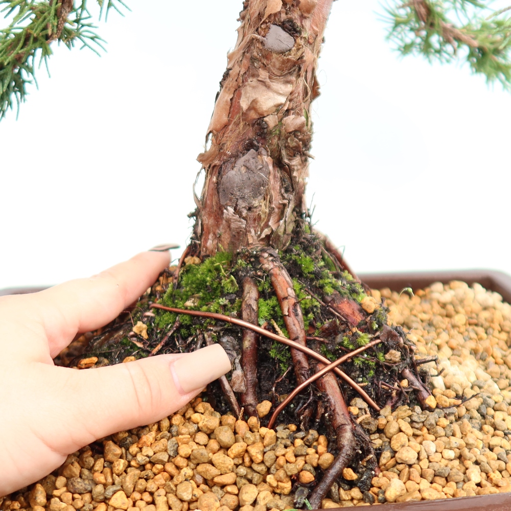 Bonsai für draußen - Juniperus chinensis Kishu
