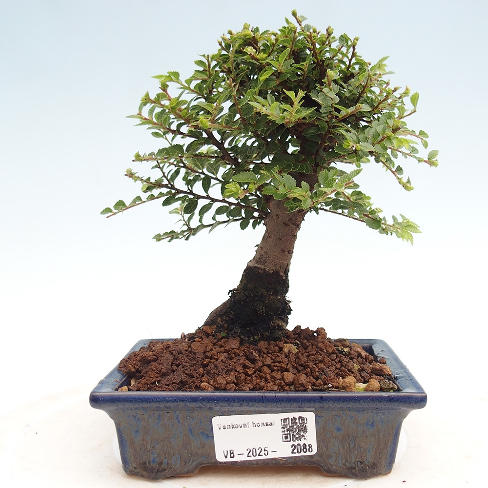 Bonsai im Freien - Ulmus parvifolia Hokkaido - Chinesische Ulme