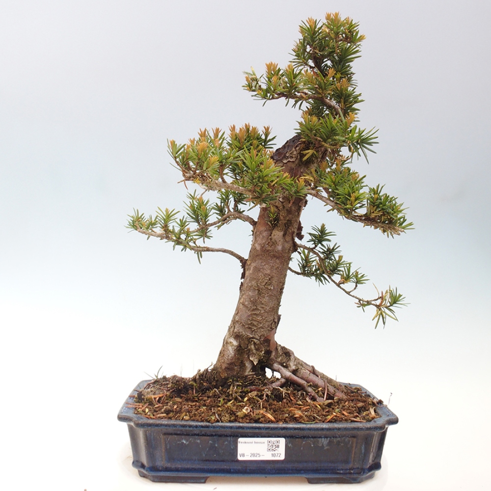 Bonsai im Freien - Taxus cuspidata - Japanische Eibe