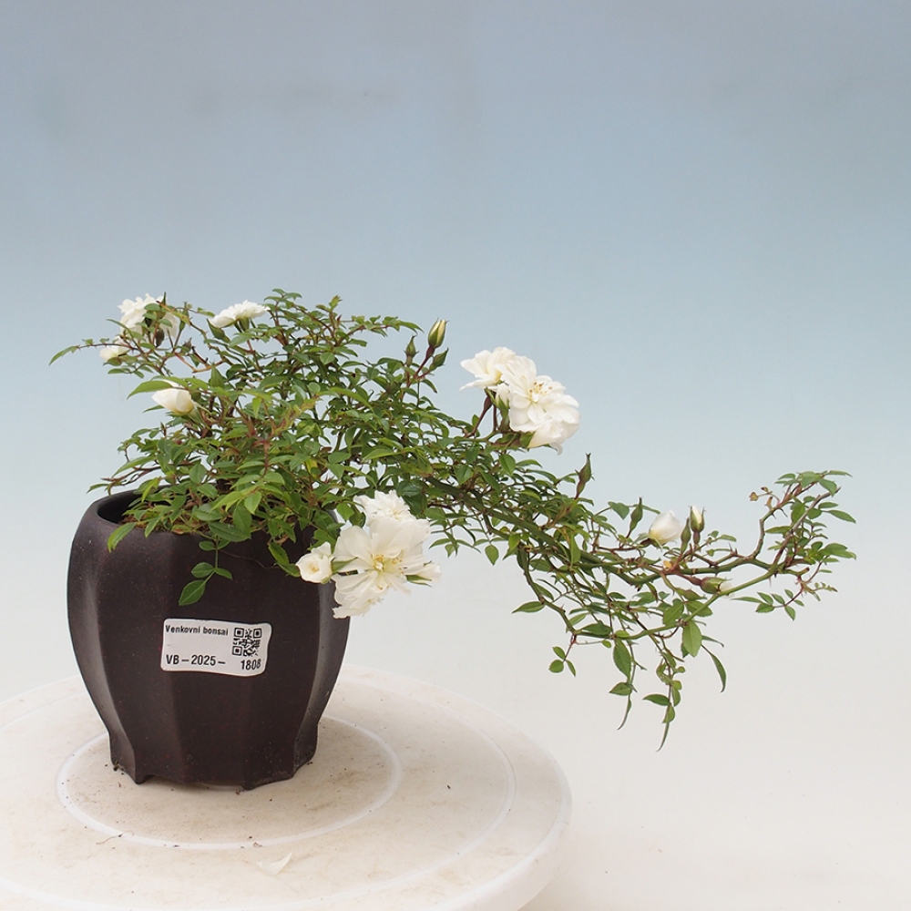 Freilandbonsai - Rosa Sea Foam -  Rose