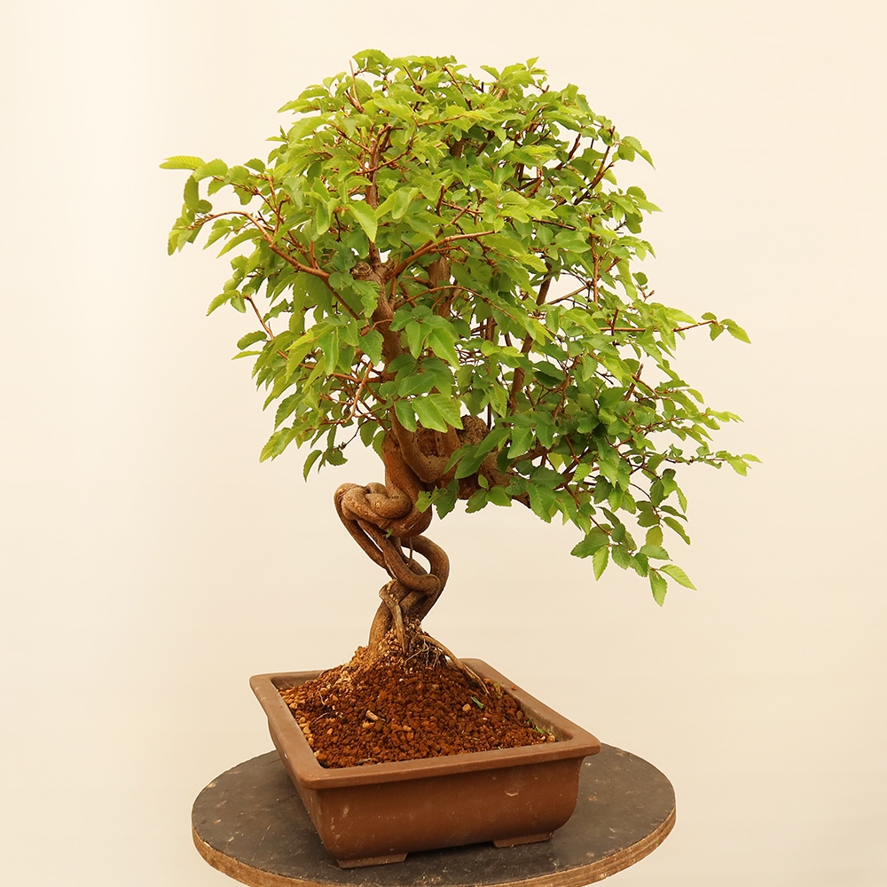 Bonsai im Freien - Carpinus Coreana - Koreanische Hainbuche
