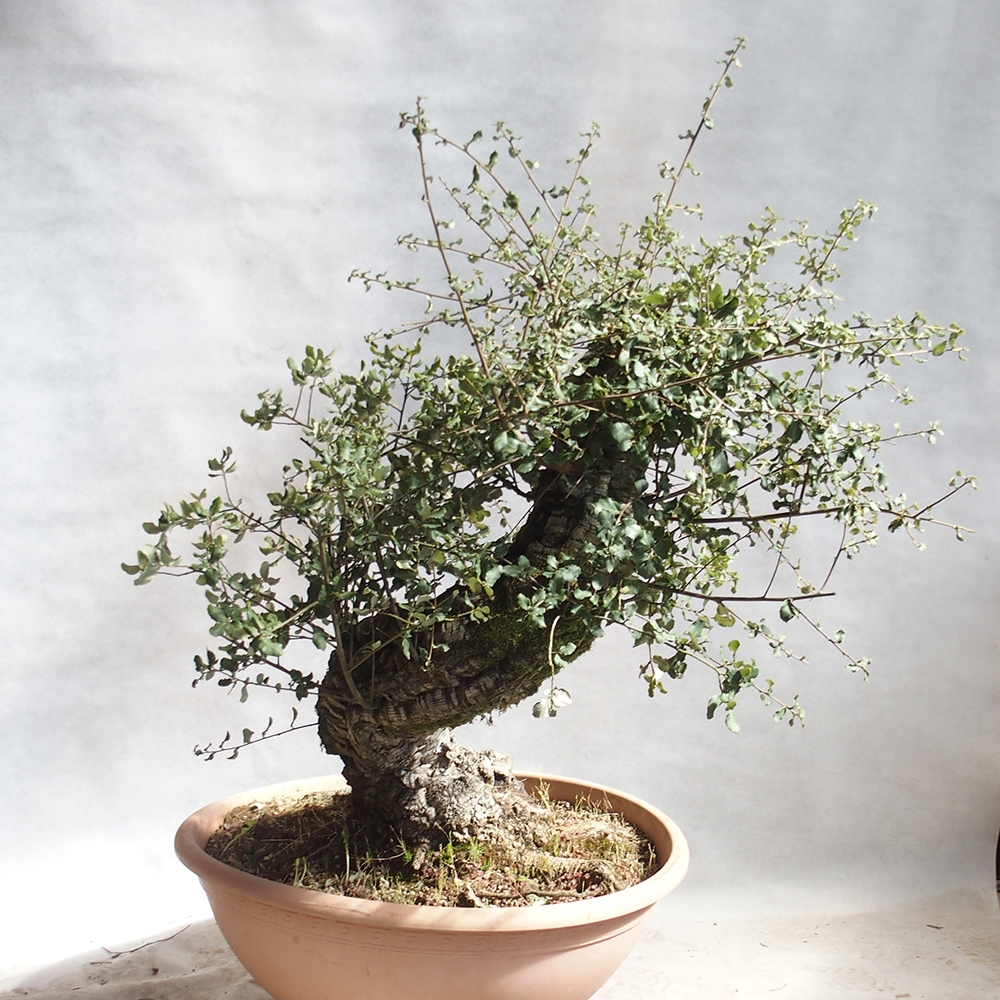Outdoor-Bonsai Quercus suber - Kork-Eiche