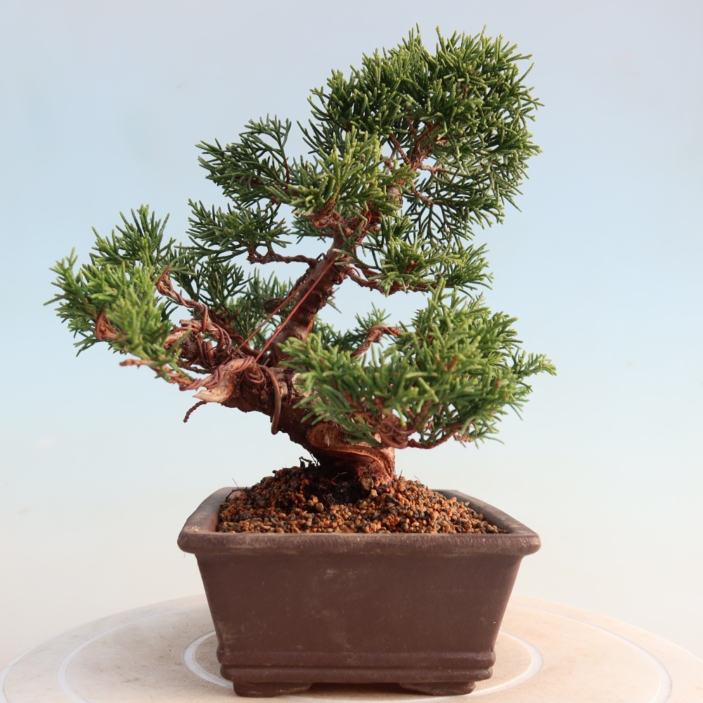 Outdoor bonsai - Juniperus chinensis Itoigawa - Chinese juniper