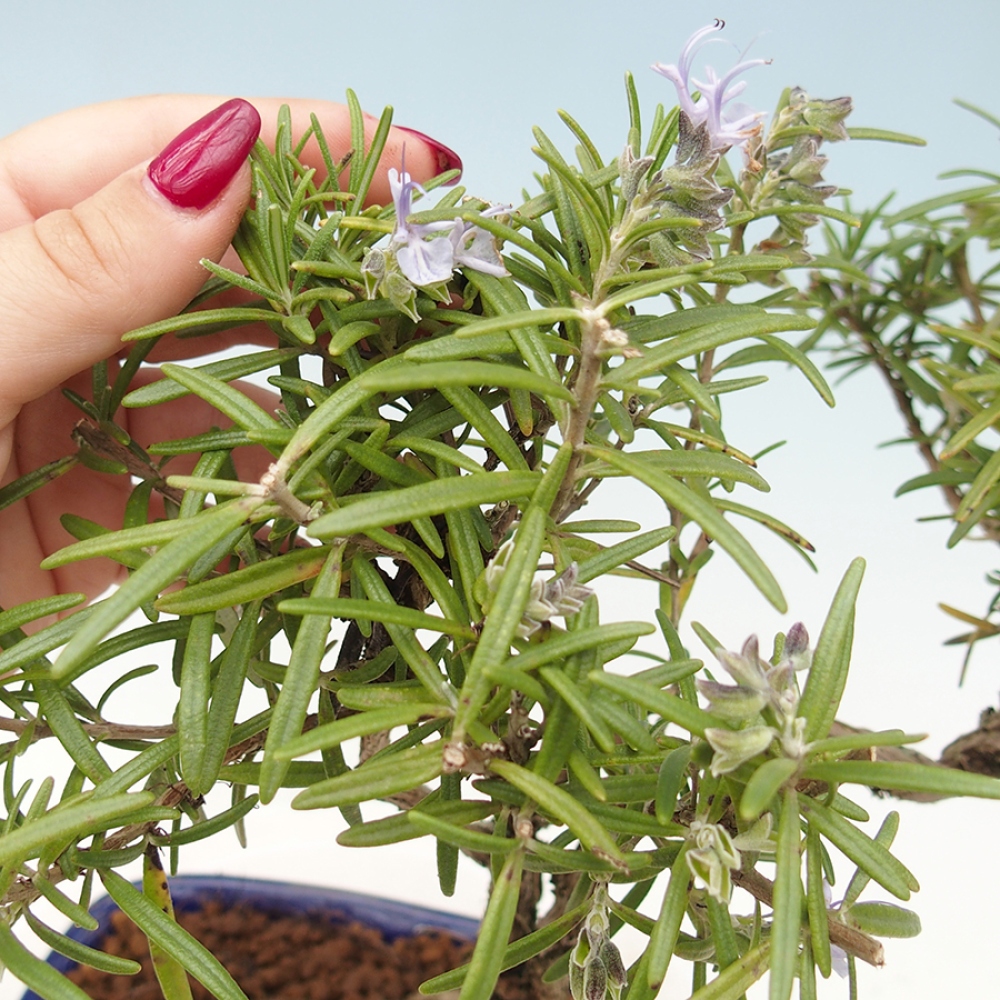 Freilandbonsai - Rosmarin - Rosmarinus officinalis