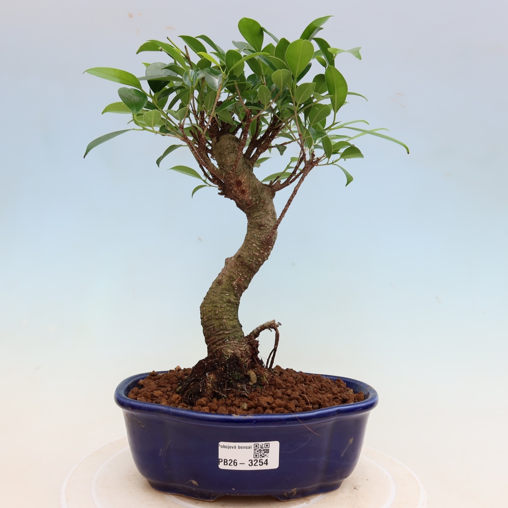 Zimmerbonsai - Ficus kimmen - Kleinblättriger Ficus