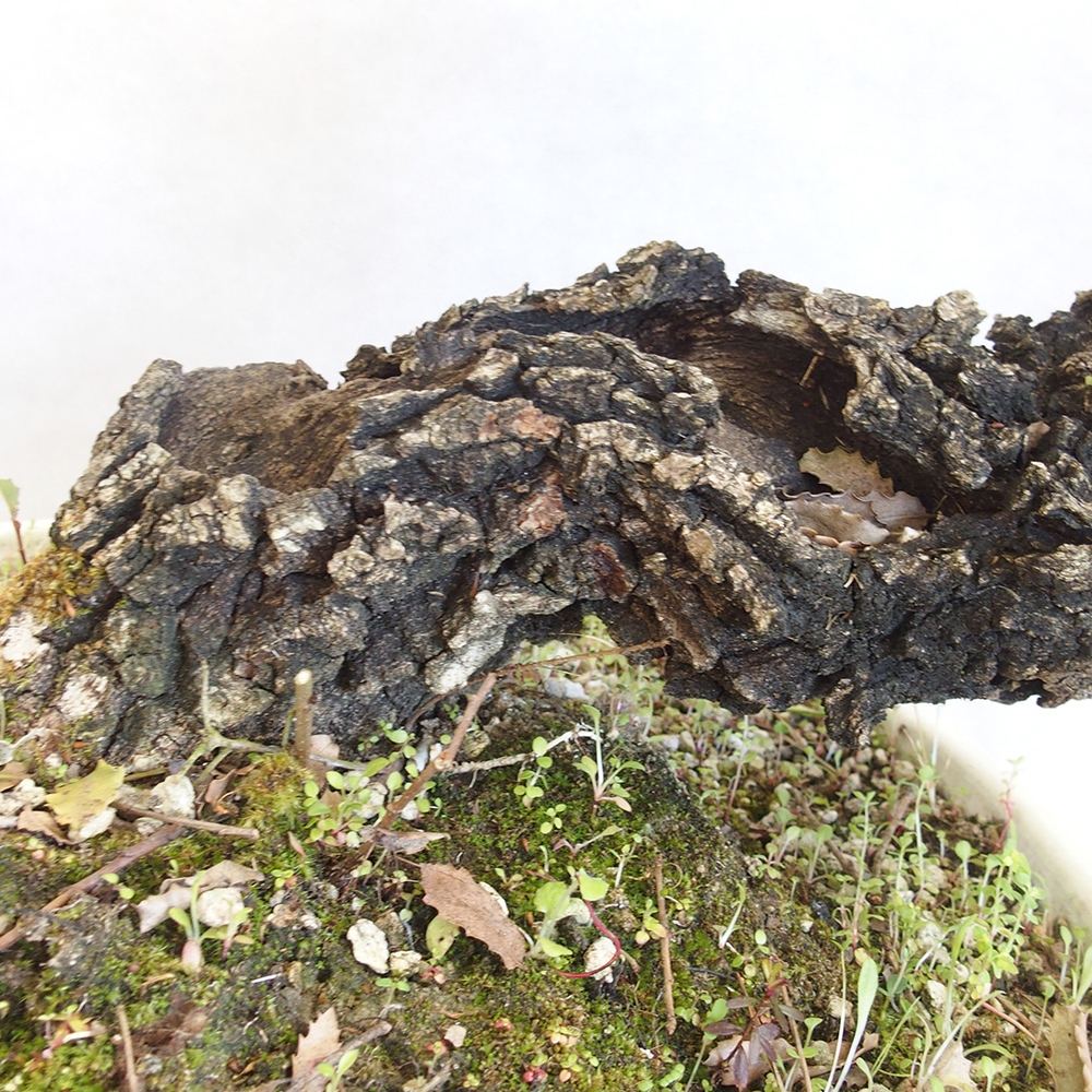 Freilandbonsai Quercus Cerris - Eiche Cer