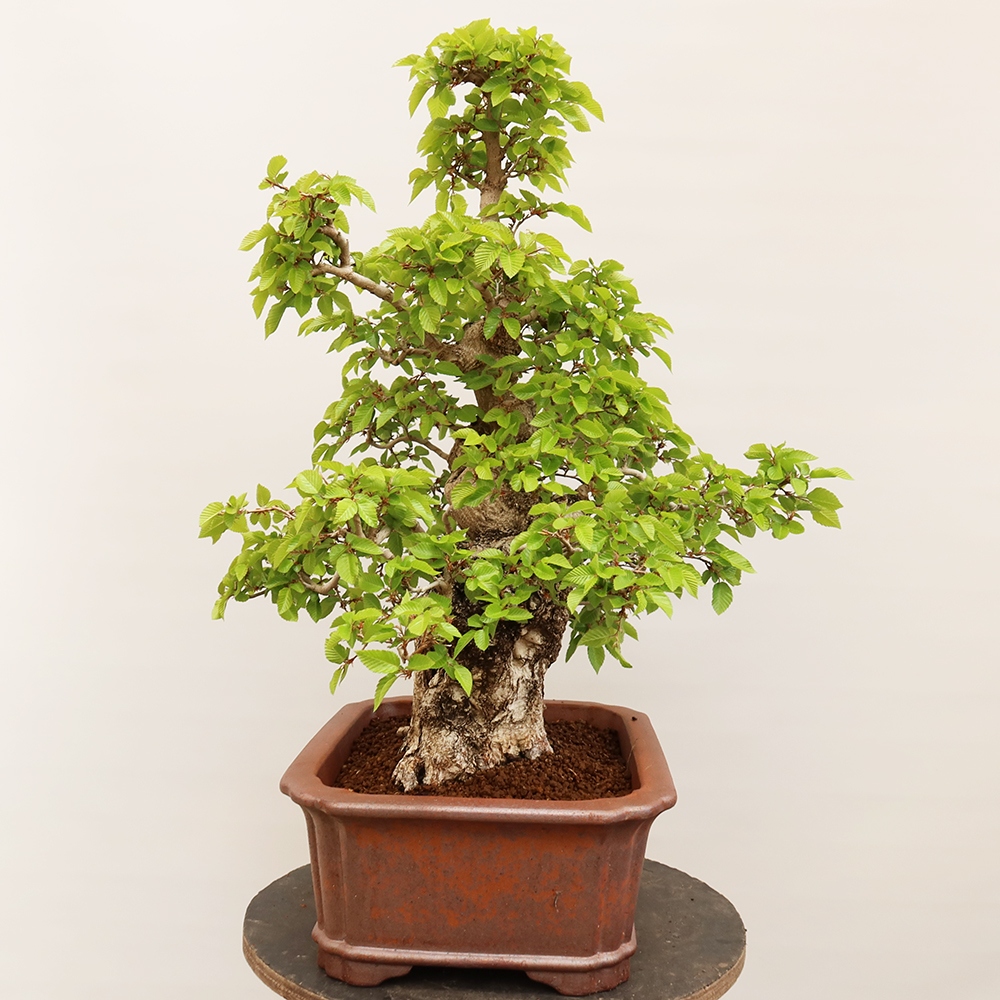 Bonsai im Freien - Carpinus Coreana - Koreanische Hainbuche