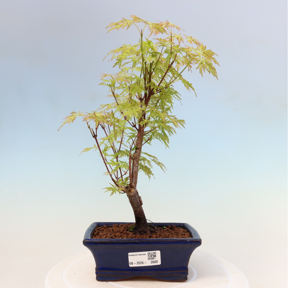 Bonsai für draußen - Acer palmatum Dissectum