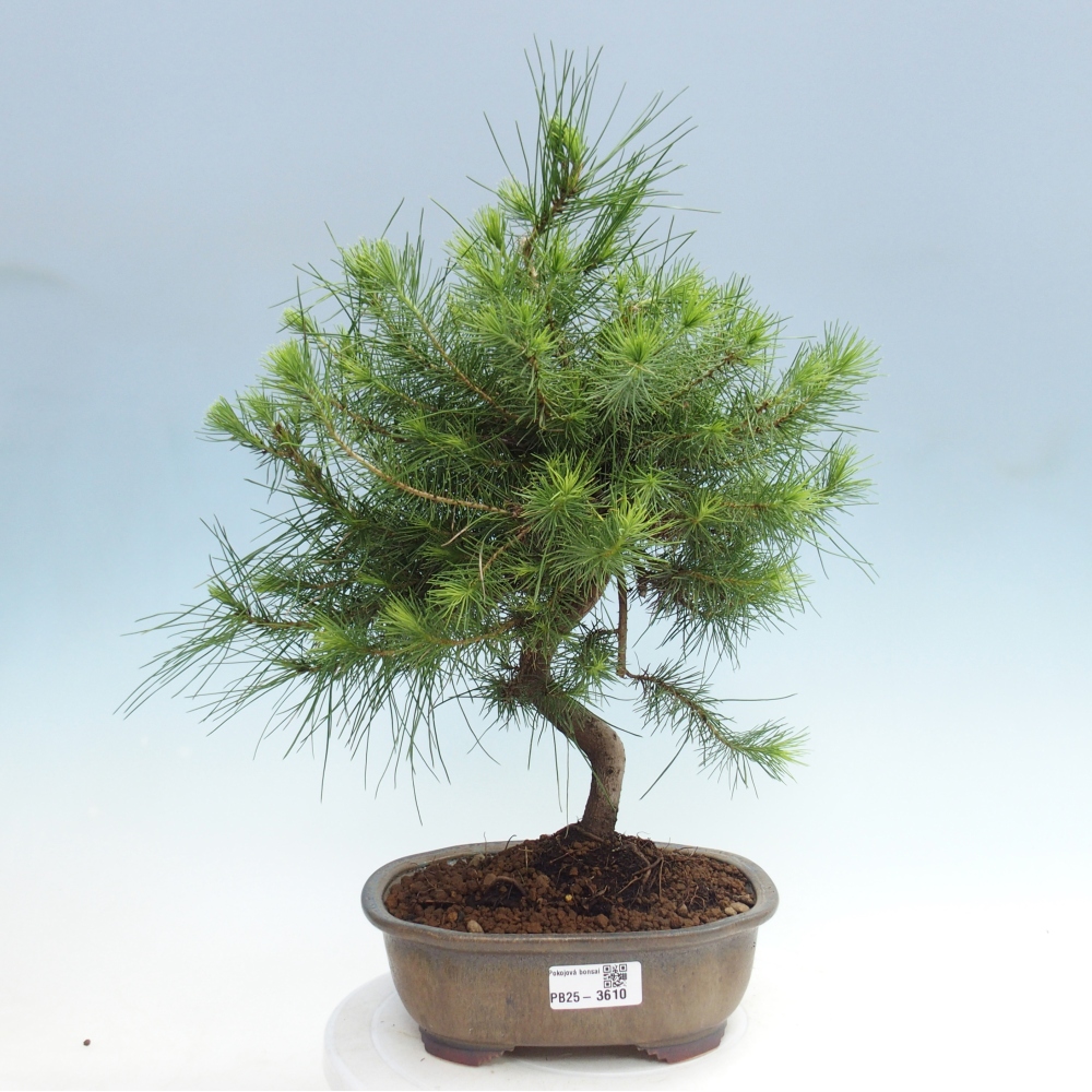 Zimmer Bonsai-Pinus halepensis-Kiefer von Aleppo