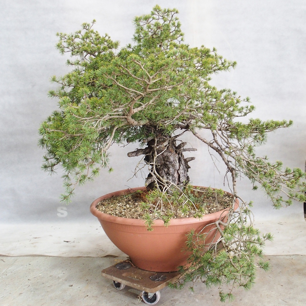 Yamadori - Pinus sylvestris 