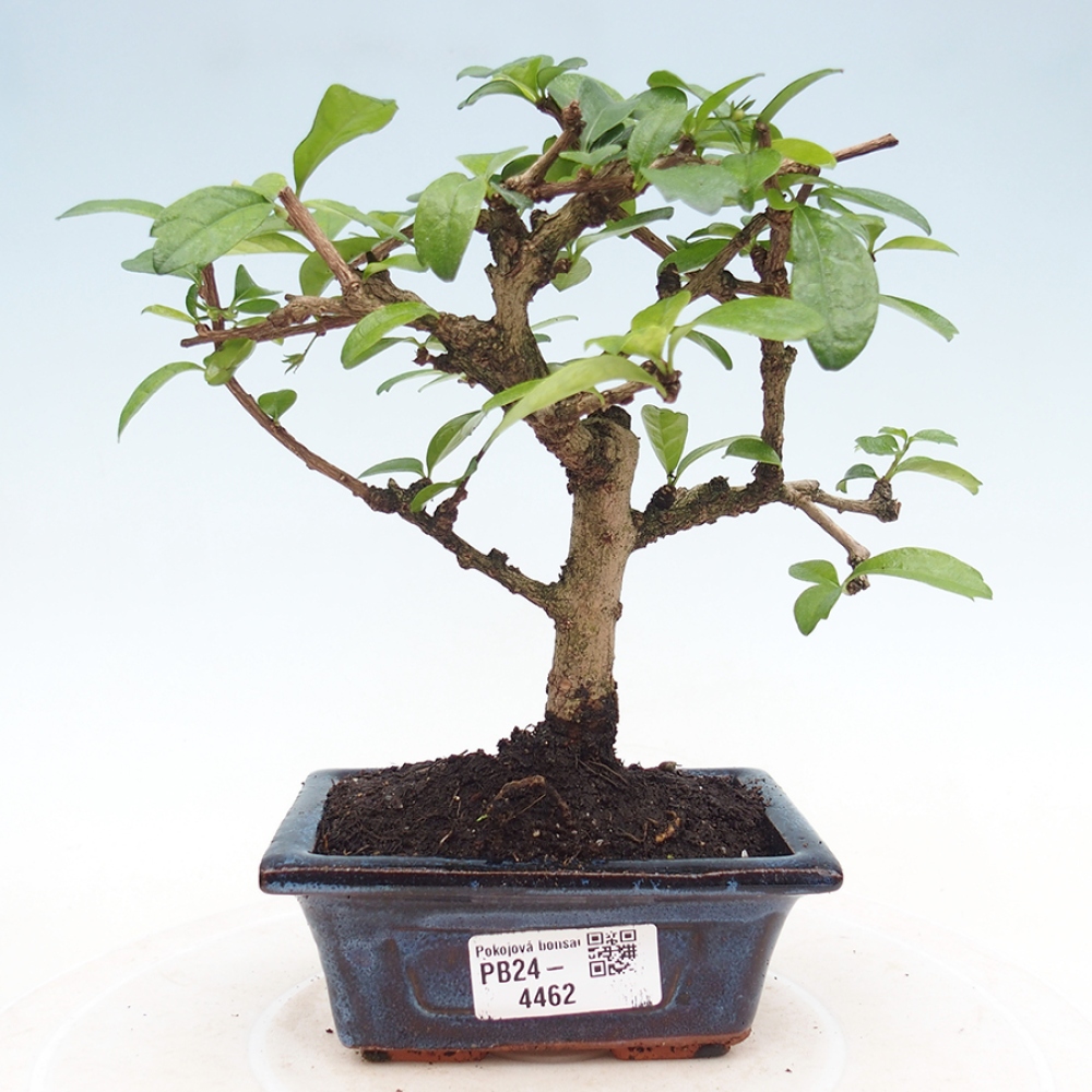 Zimmerbonsai - Carmona Macrophylla - Fuki-Tee