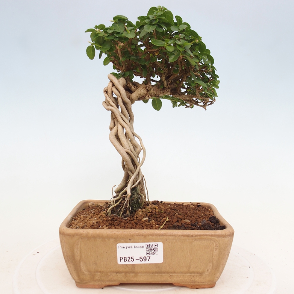 Zimmerbonsai - Premna serratifolia - Kozlovon kleinblättrig