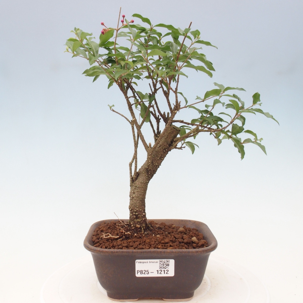 Zimmerbonsai - Malpighia coccigera - Barbdor-Kirsche