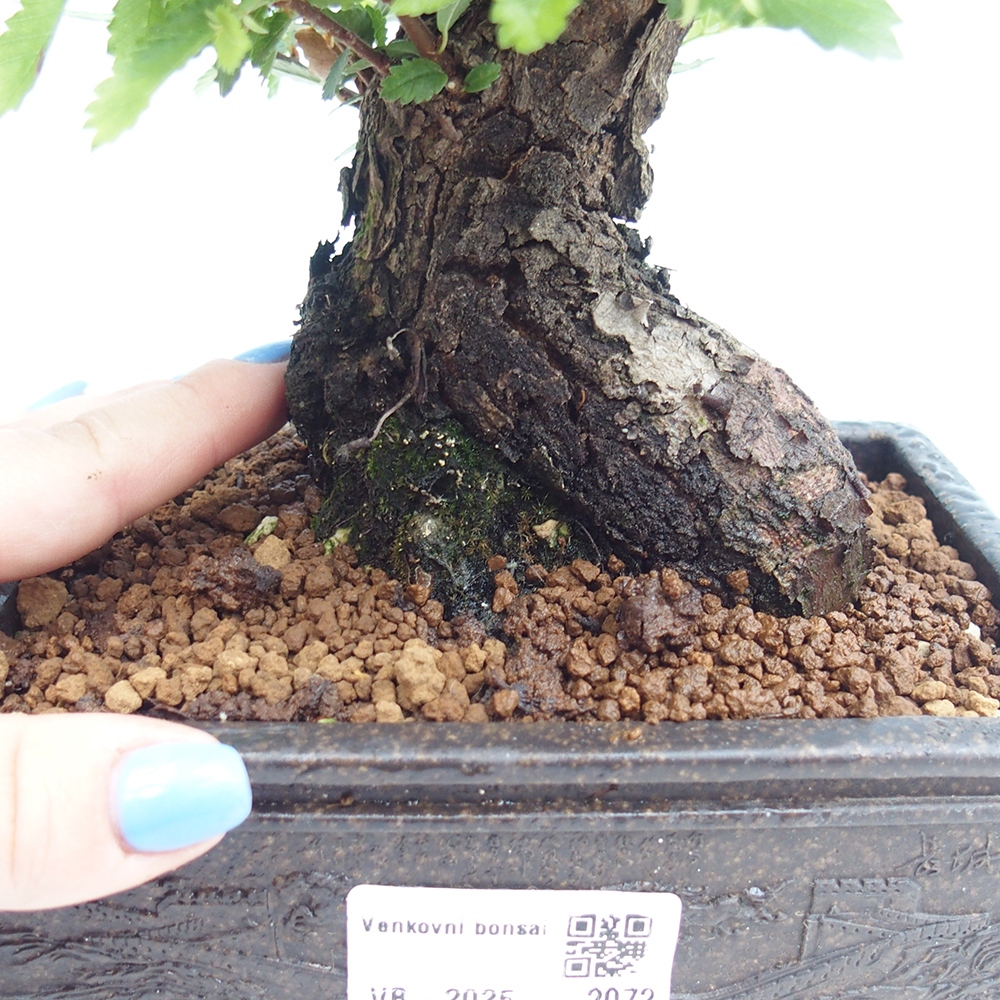 Bonsai im Freien - Zelkova - Zelkova NIRE