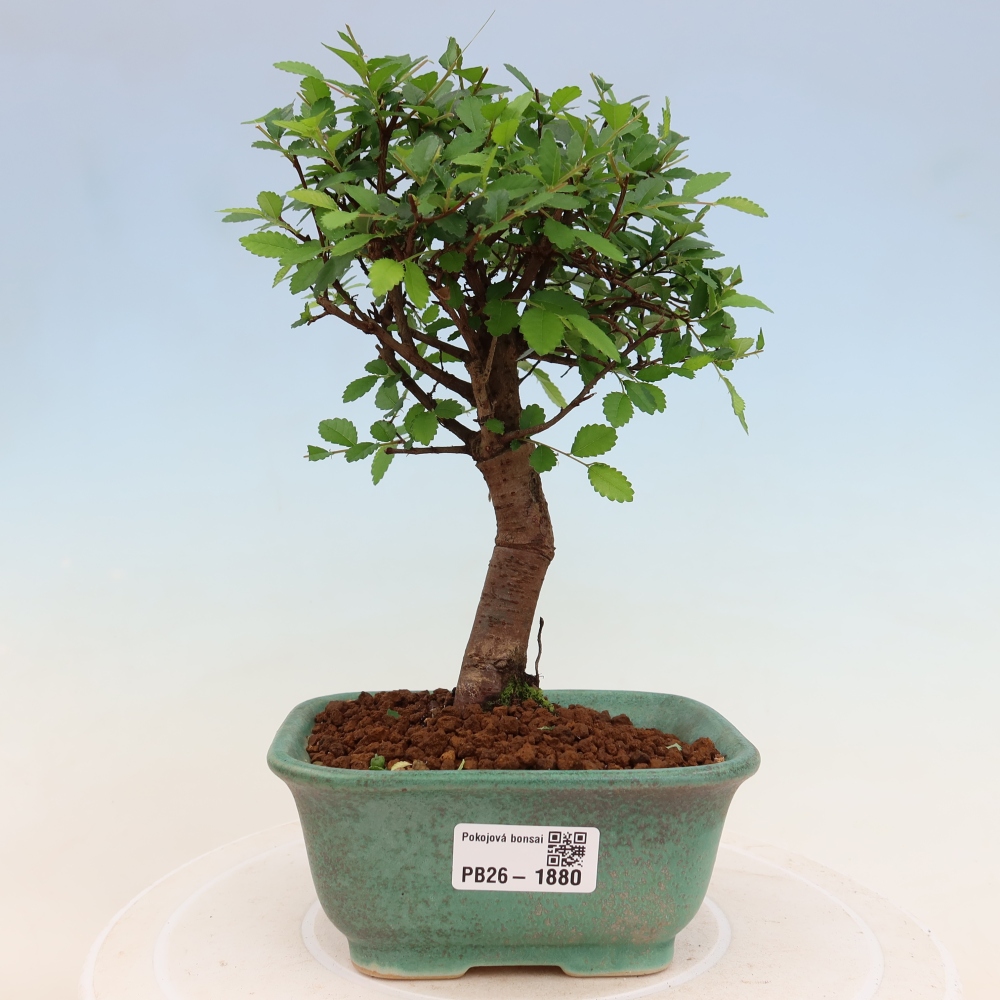 Zimmerbonsai - Ulmus parvifolia - Kleinblättrige Ulme