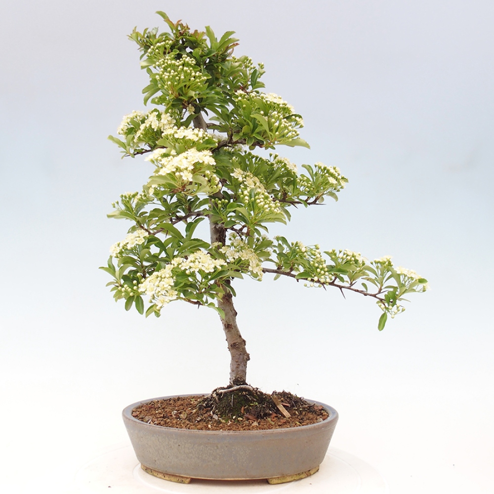 Outdoor Bonsai-Pyracanta Teton -Bäckerei