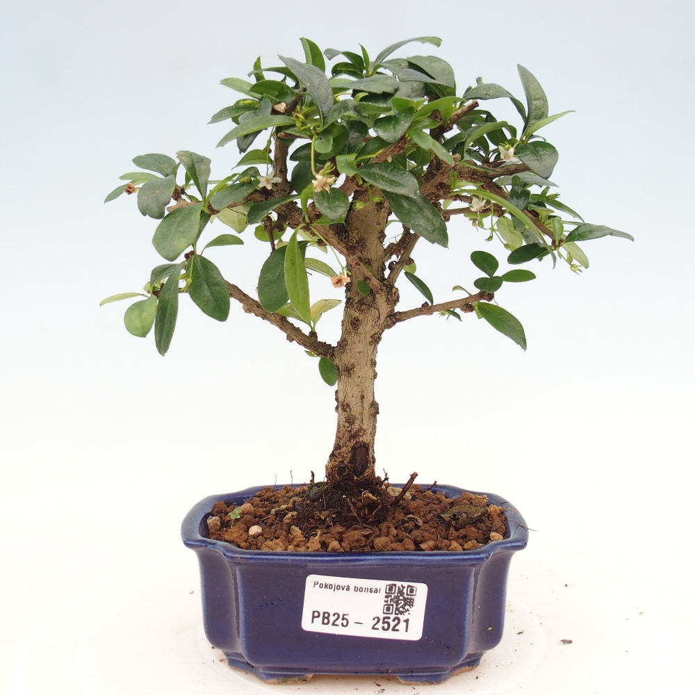 Zimmerbonsai - Carmona Macrophylla - Fuki-Tee