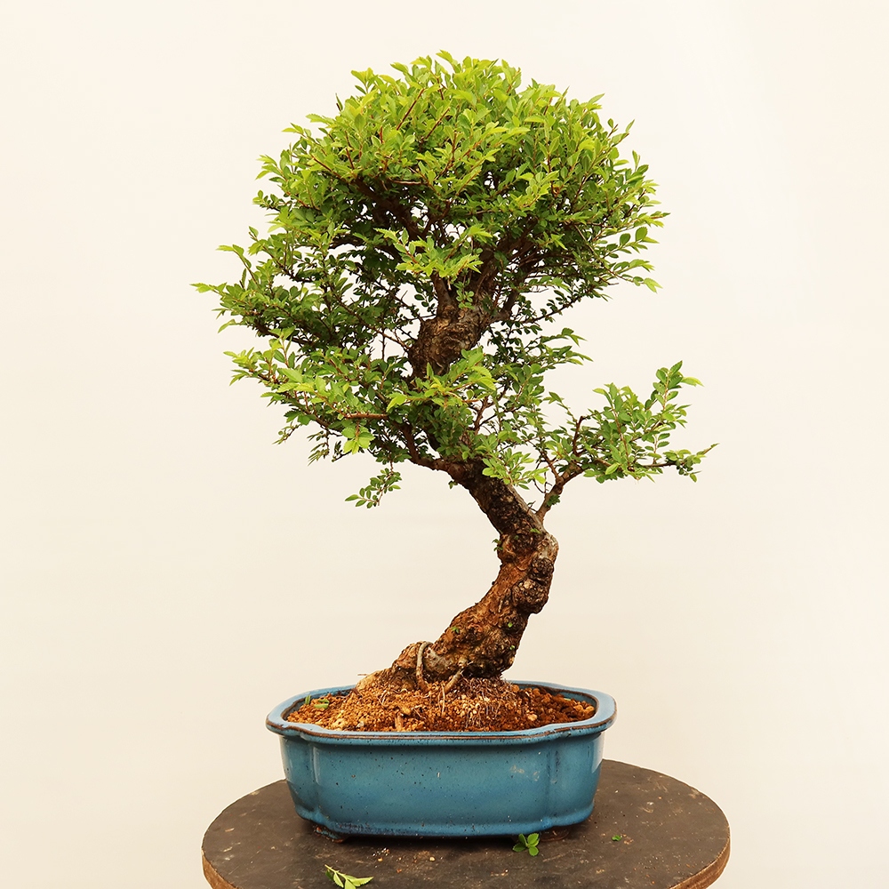Bonsai im Freien - Zelkova - Zelkova NIRE