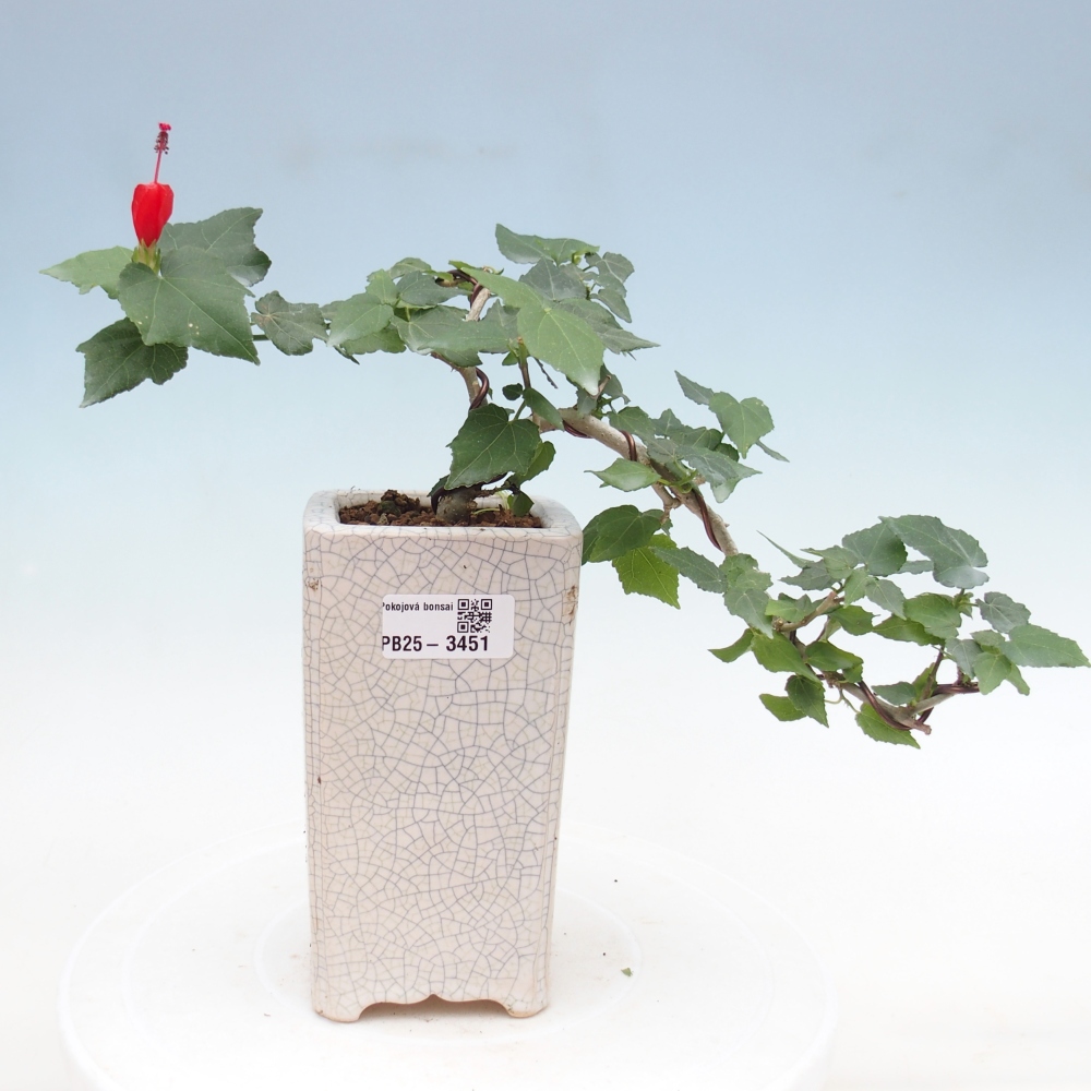 Zimmerbonsai - Malvaviscus arboreus