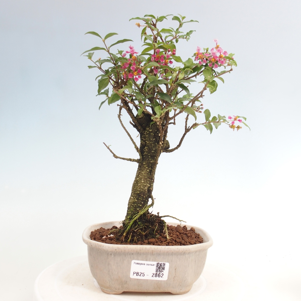 Zimmerbonsai - Malpighia coccigera - Barbdor-Kirsche