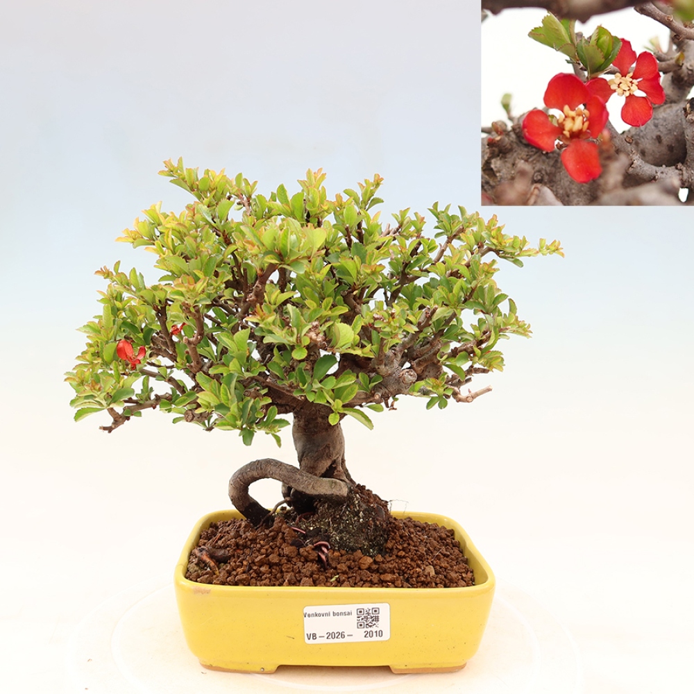 Bonsai für draußen - Chaneomeles speciosa Chojubai