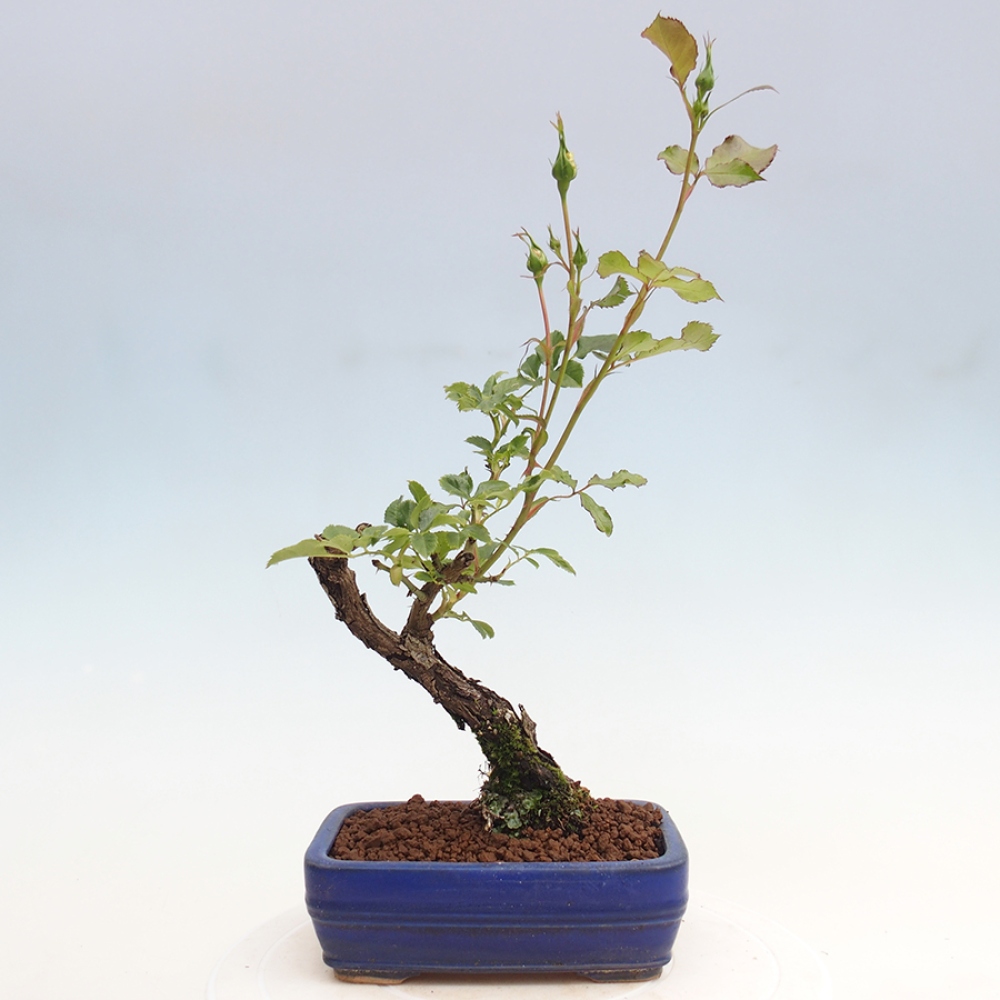 Freilandbonsai - Rosa Kordes -  Rose