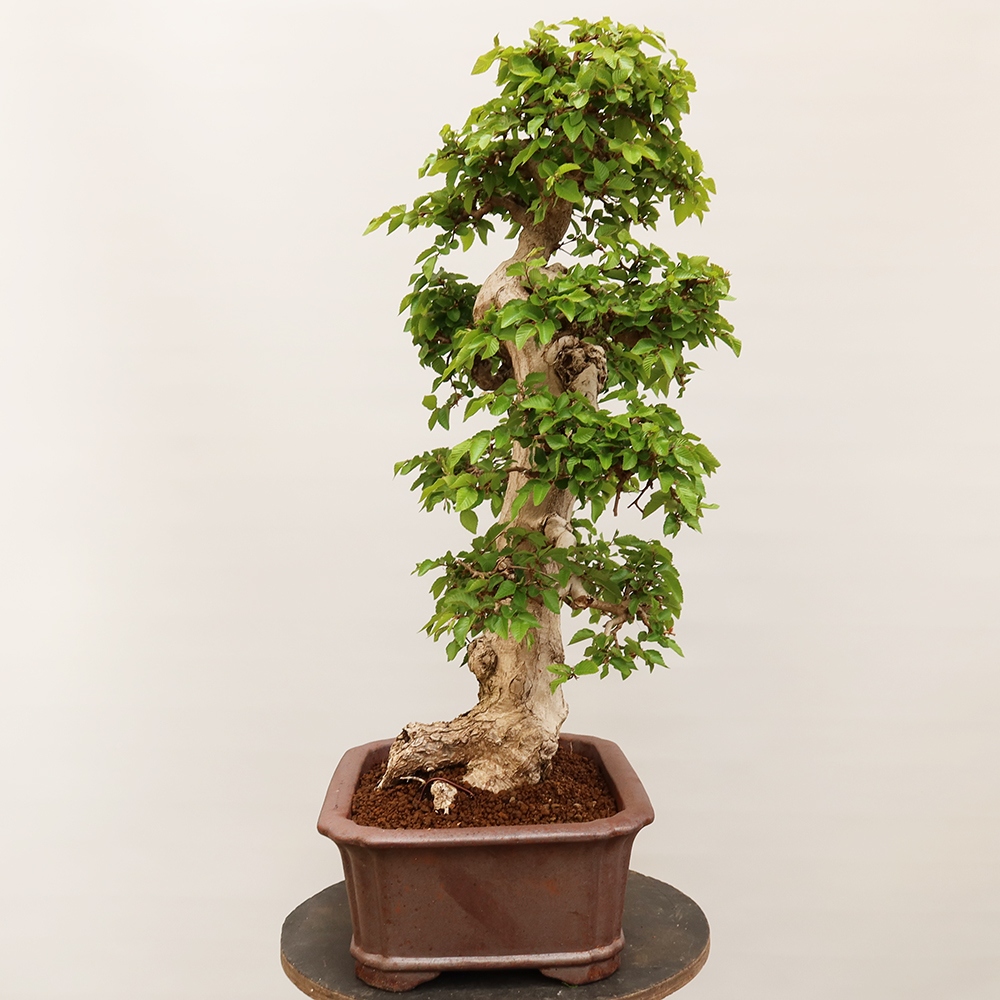 Bonsai im Freien - Carpinus Coreana - Koreanische Hainbuche