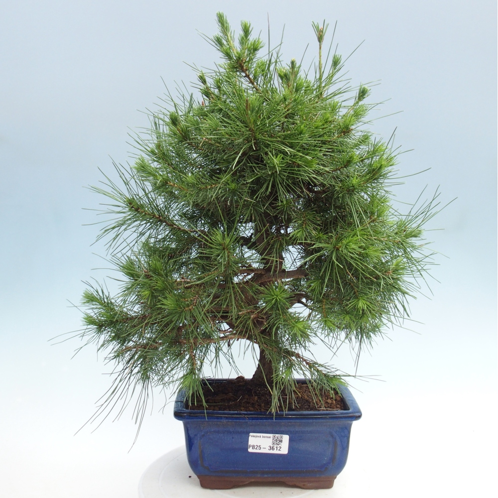 Zimmer Bonsai-Pinus halepensis-Kiefer von Aleppo