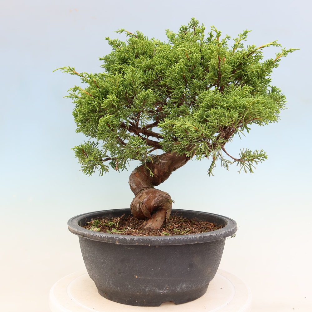 Bonsai für draußen - Juniperus chinensis Itoigawa-Juniperus chinensis