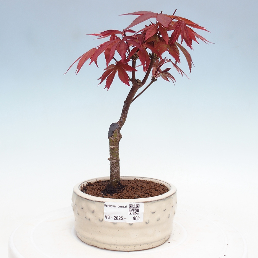 Bonsai im Freien - Acer-Palme. Atropurpureum-Palmenblatt-Ahorn