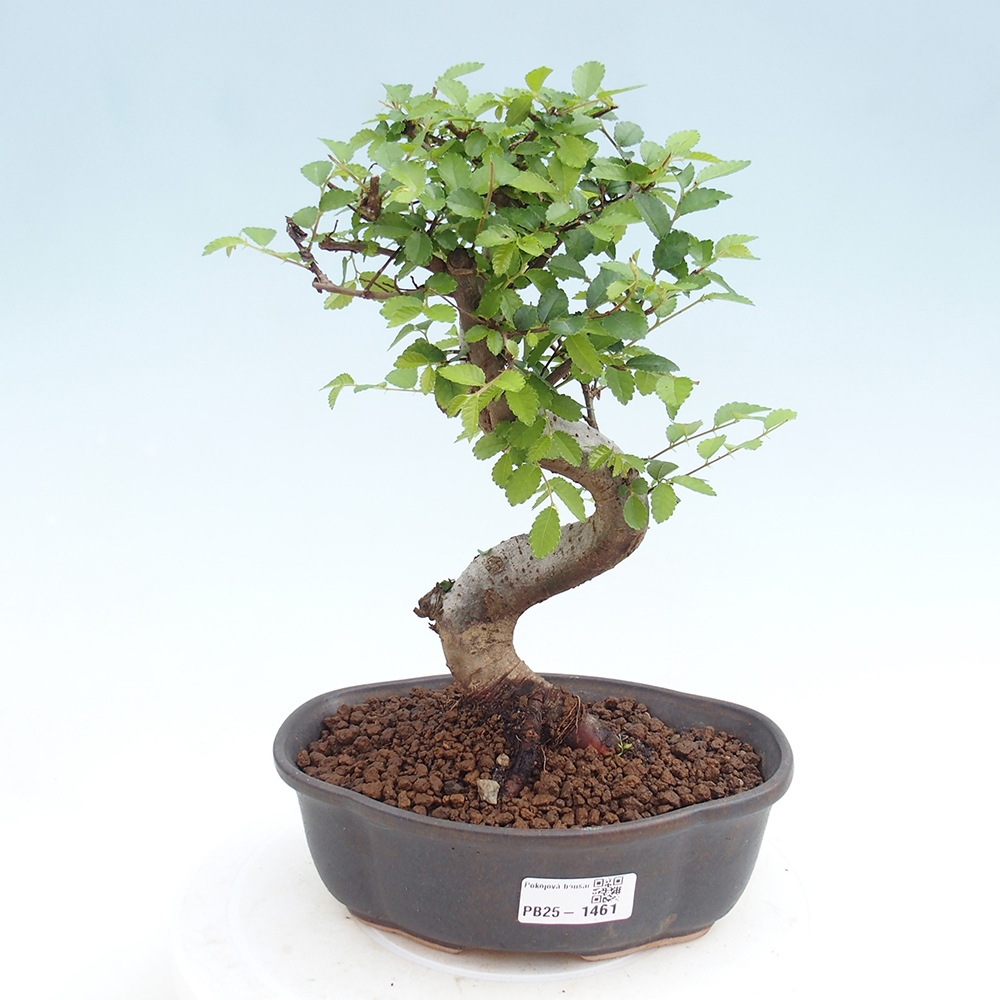 Zimmerbonsai - Ulmus parvifolia - Kleinblättrige Ulme